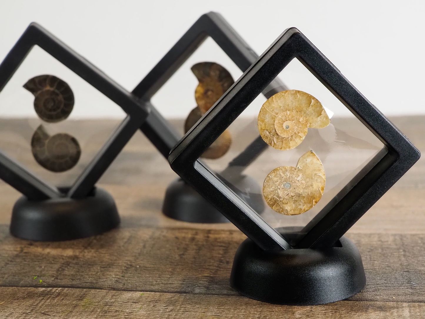 Agatized Ammonite Fossil Pairs in Floating Frames
