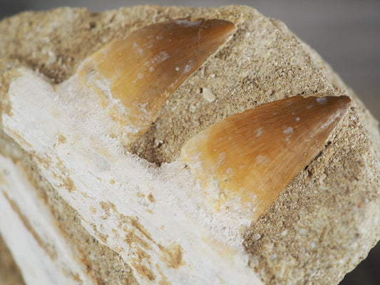 Multiple Mosasaur Teeth Fossil in Original Matrix with Bone Fragments