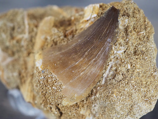 Mosasaur Tooth Fossil in Original Matrix with Fragments of Teeth and Shells