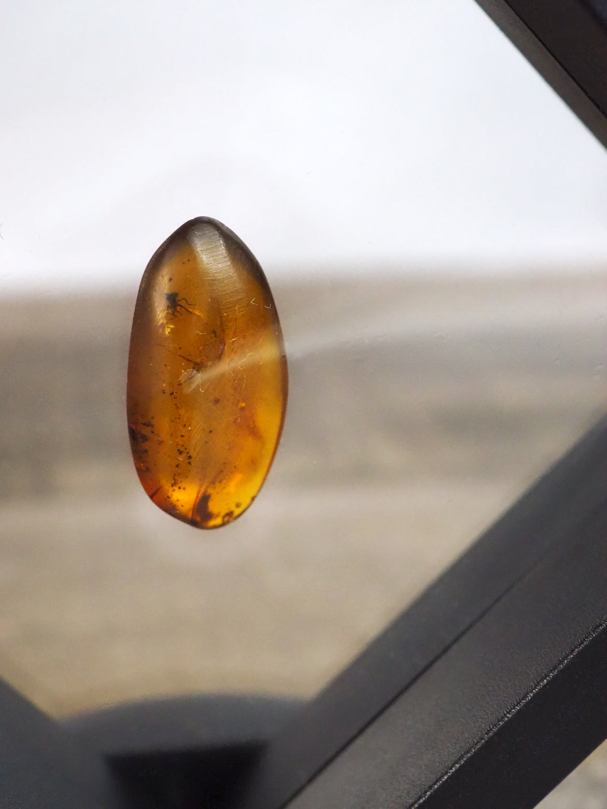 Myanmar Amber B with Insect Inclusion