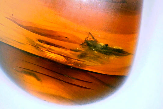 Myanmar Amber C with tiny Cockroach Insect Inclusion
