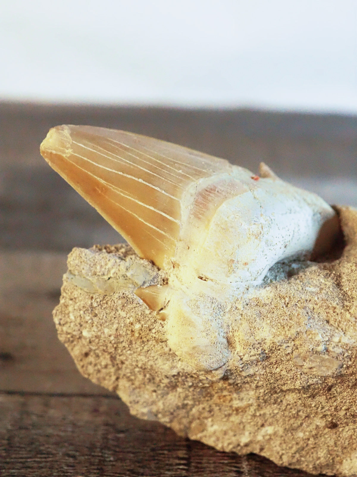 Otodus Obliquus Shark Tooth Fossil in Matrix A