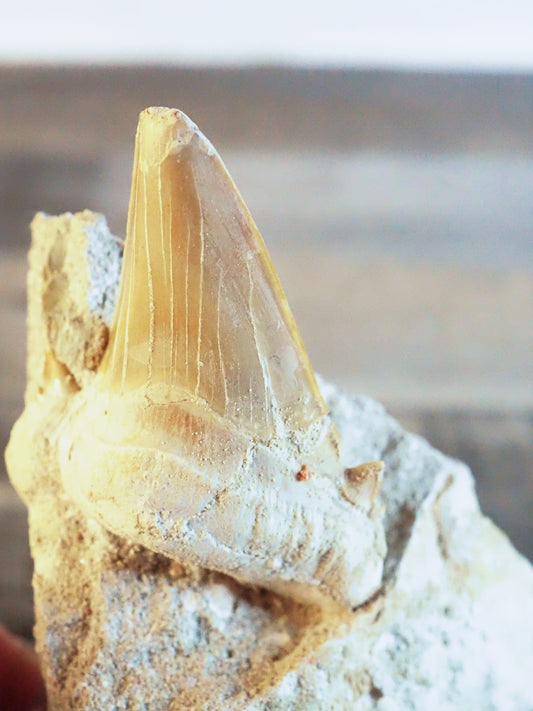 Otodus Obliquus Shark Tooth Fossil in Matrix A