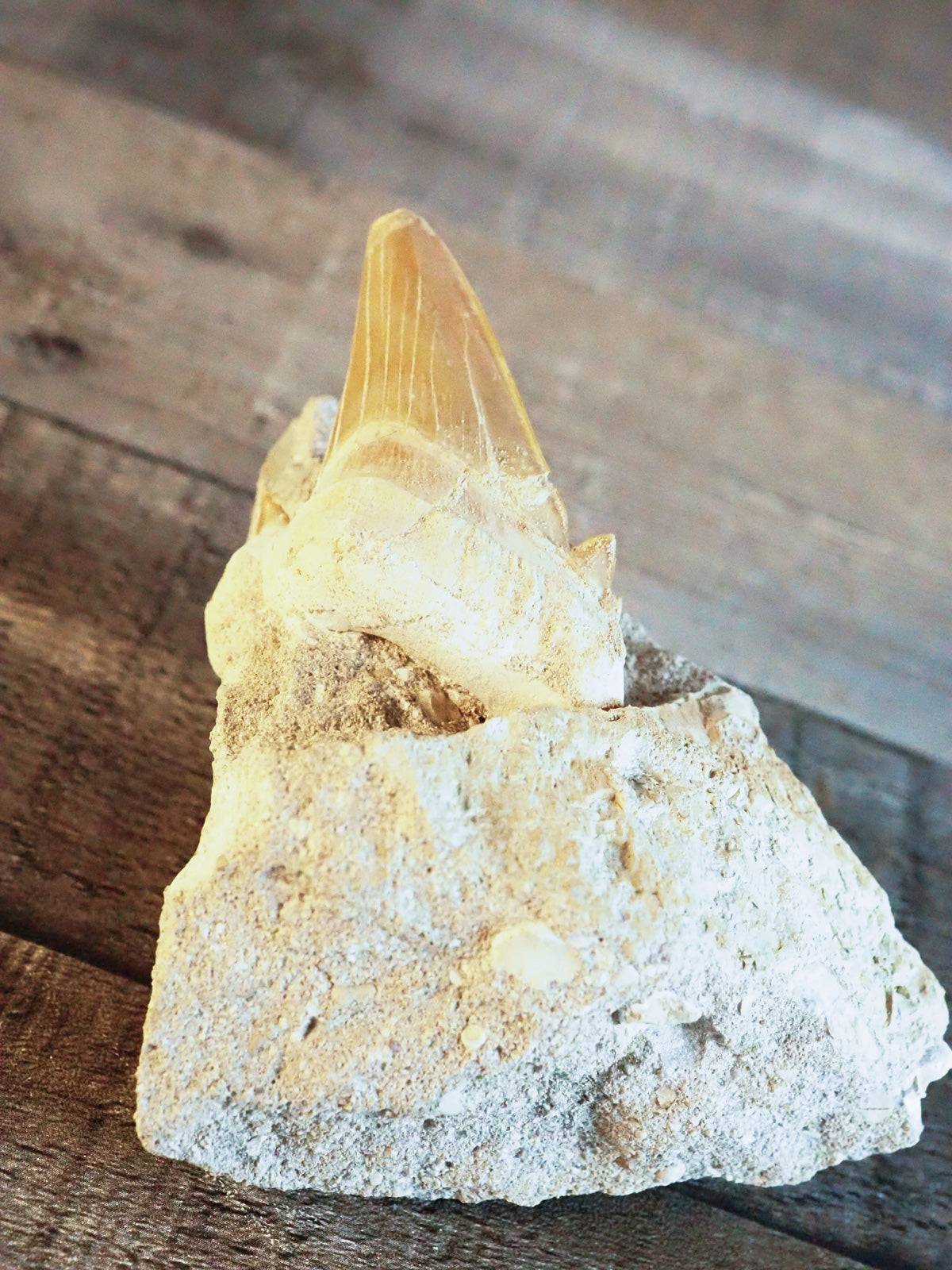 Otodus Obliquus Shark Tooth Fossil in Matrix A