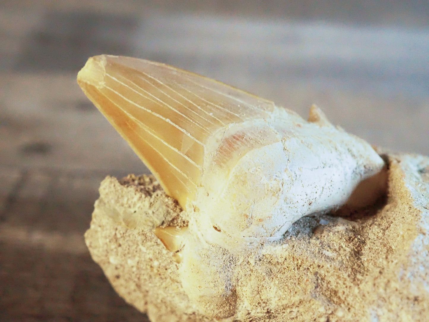 Otodus Obliquus Shark Tooth Fossil in Matrix A