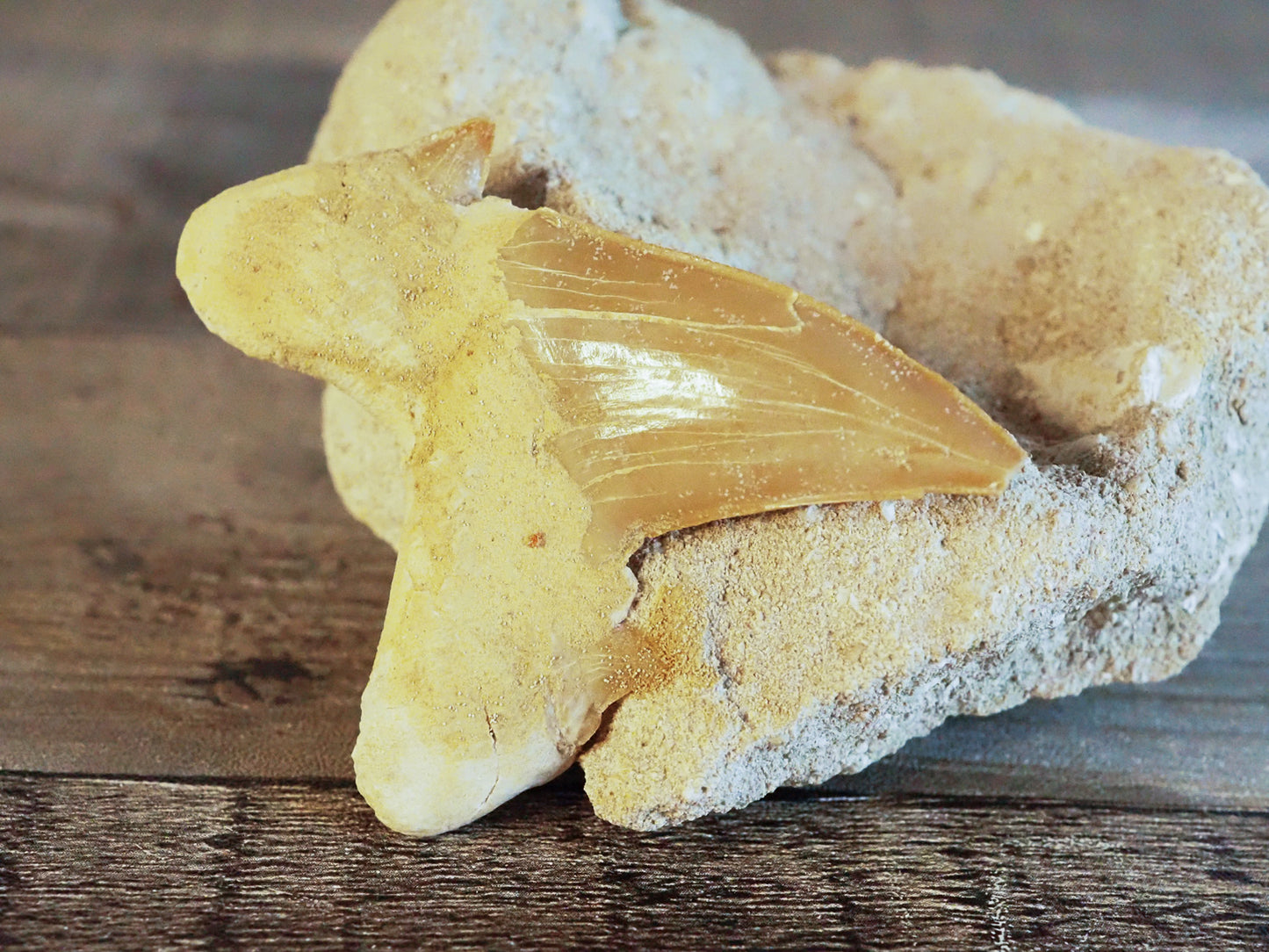 Otodus Obliquus Shark Tooth Fossil in Matrix B