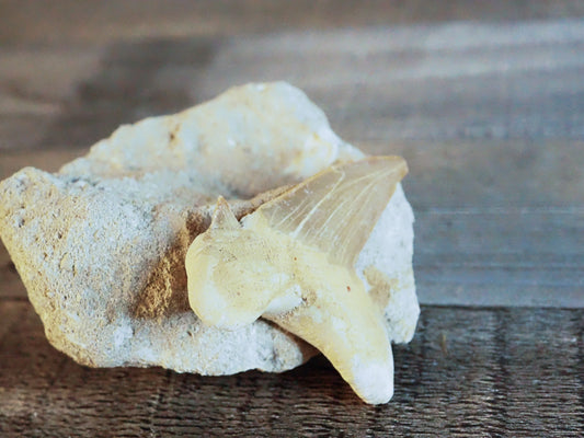 Otodus Obliquus Shark Tooth Fossil in Matrix B