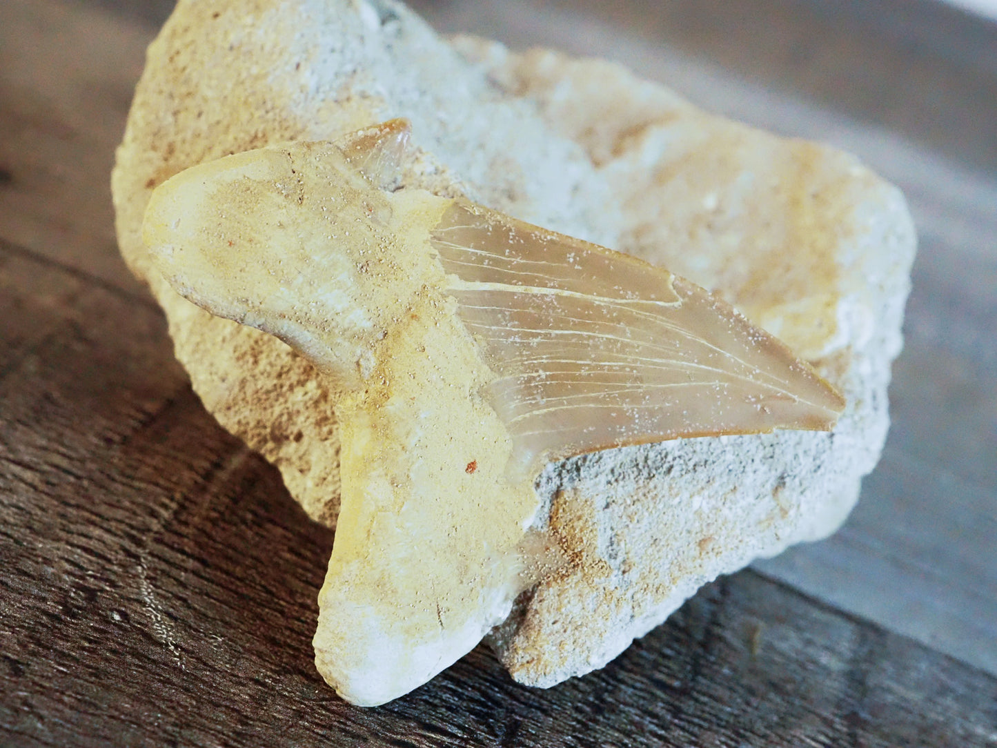 Otodus Obliquus Shark Tooth Fossil in Matrix B