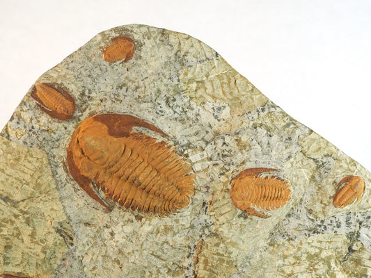 Swimming Paradoxides Trilobite Mortality Plate