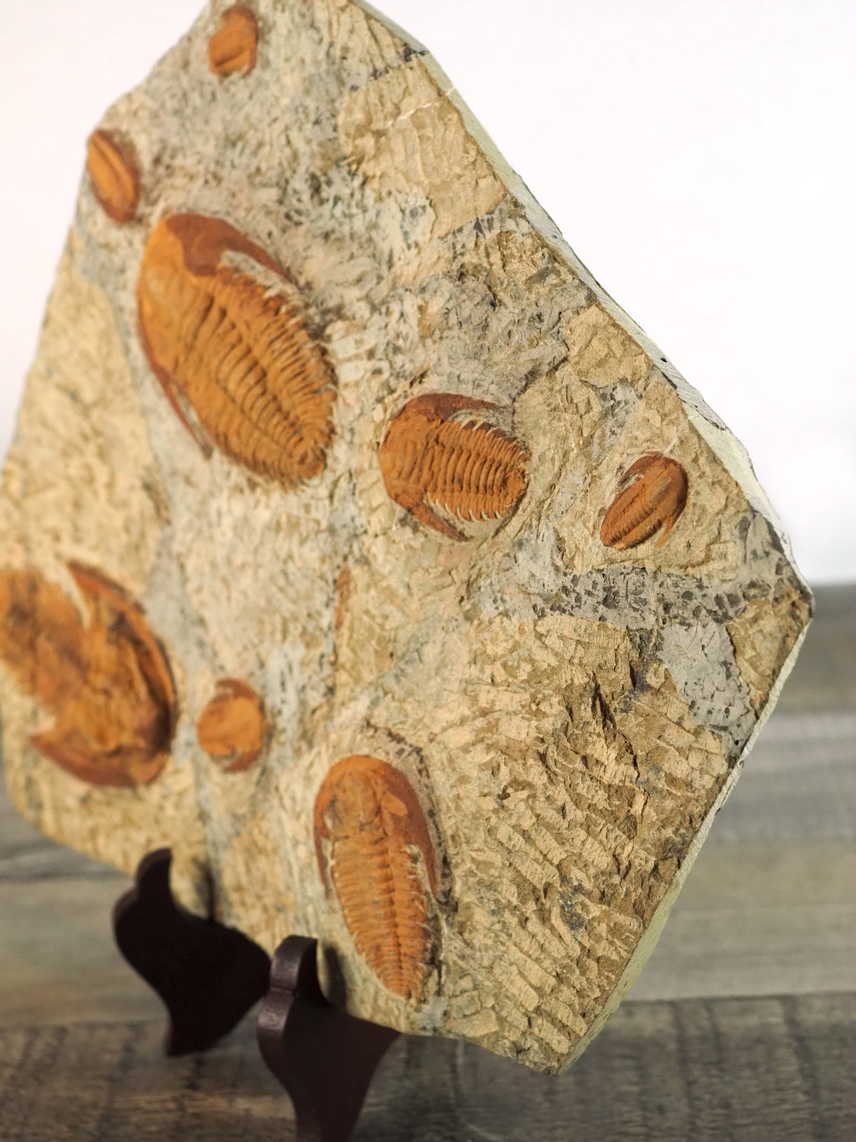 Swimming Paradoxides Trilobite Mortality Plate