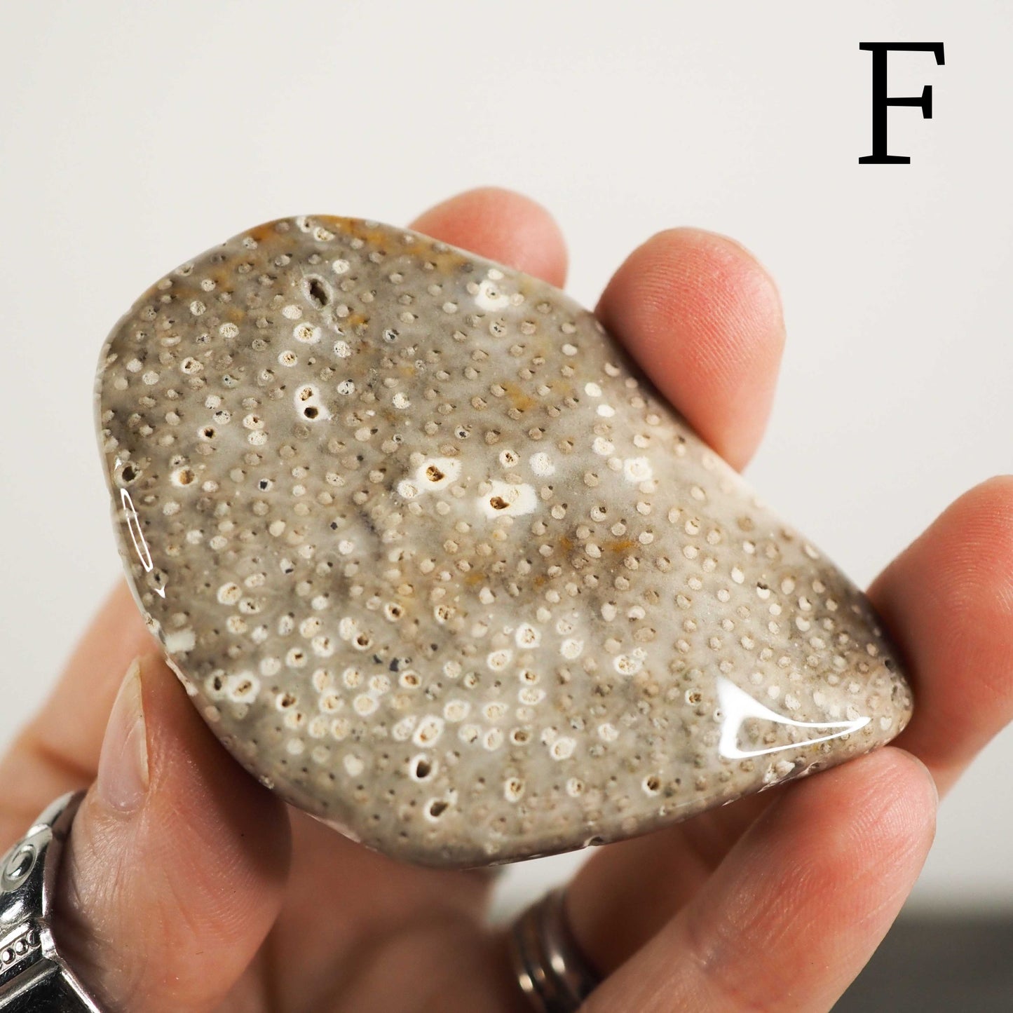 Petrified Palm Wood Freeforms from Texas/Louisiana D-F - You Choose!