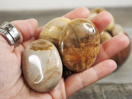 Petrified Wood Palmstones