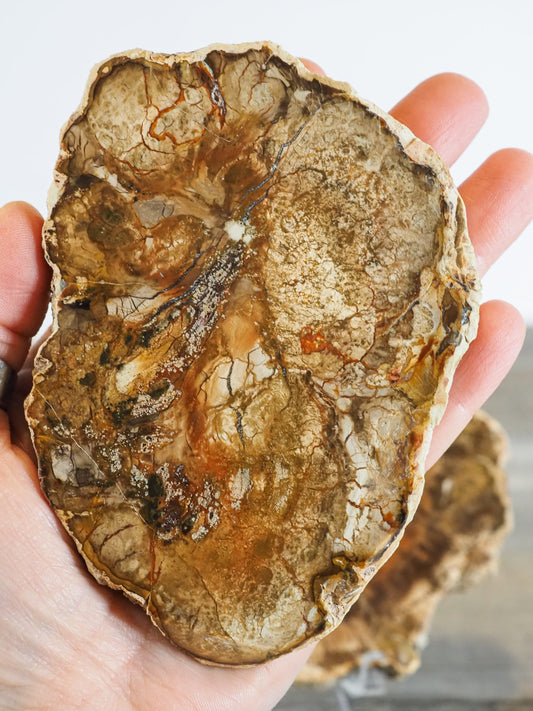 Petrified Wood - Small Slabs