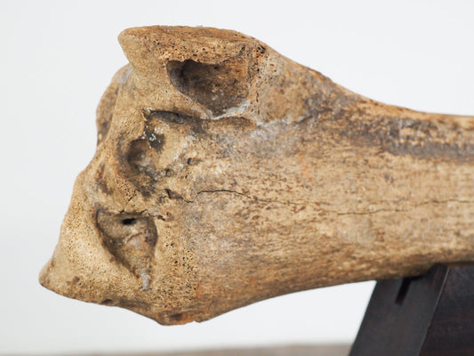 Pleistocene (Ice Age) Bison Radius Bone Fossil