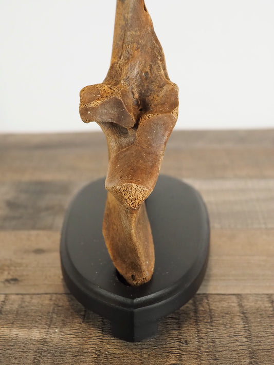 Pleistocene (Ice Age) Bison Ulna Bone Fossil