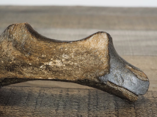 Pleistocene (Ice Age) Deer Antler Fossil