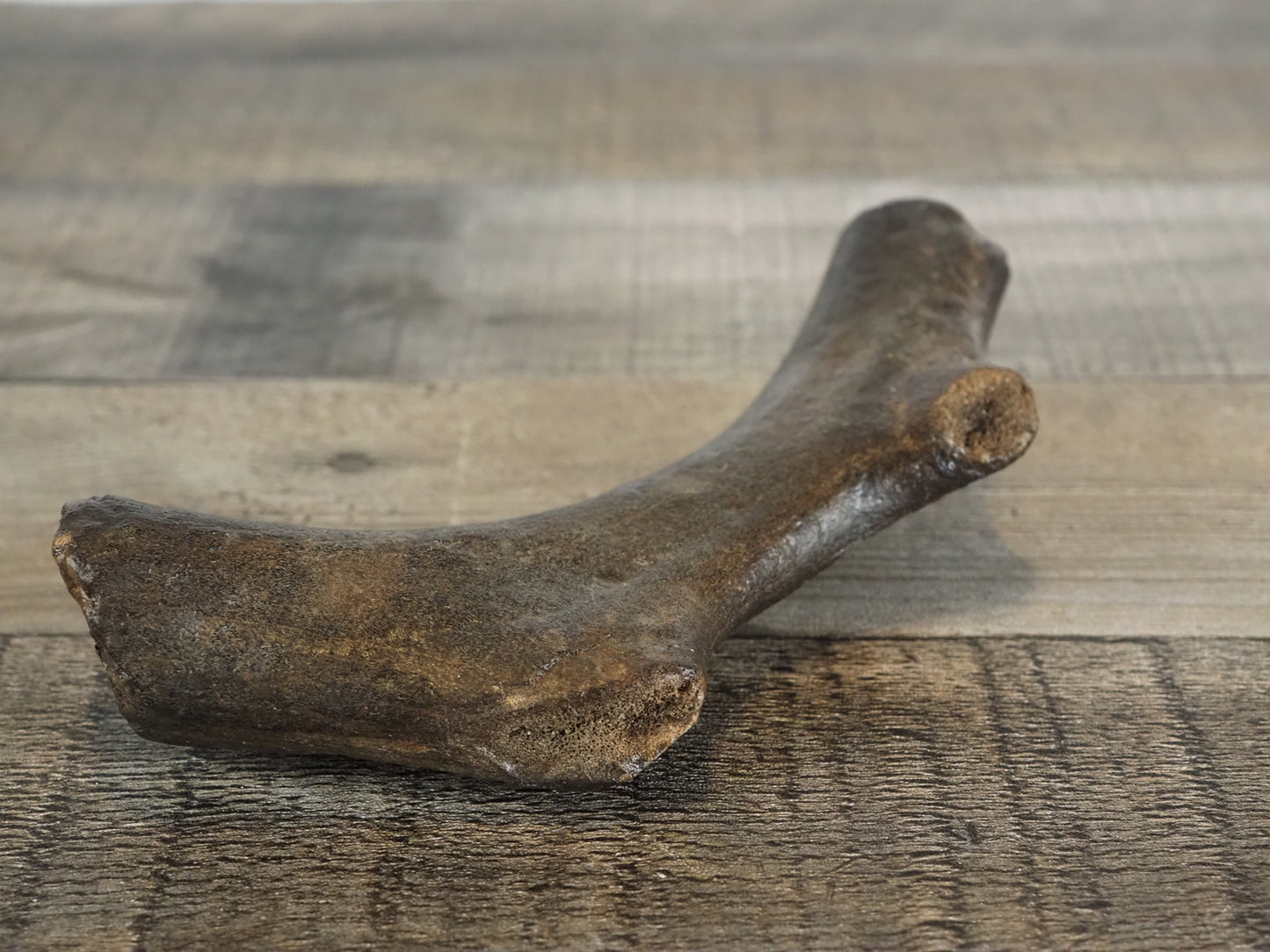 Pleistocene (Ice Age) Deer Antler Fossil