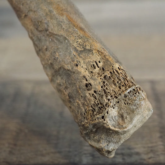 Pleistocene (Ice Age) Deer Leg Bone Fossil