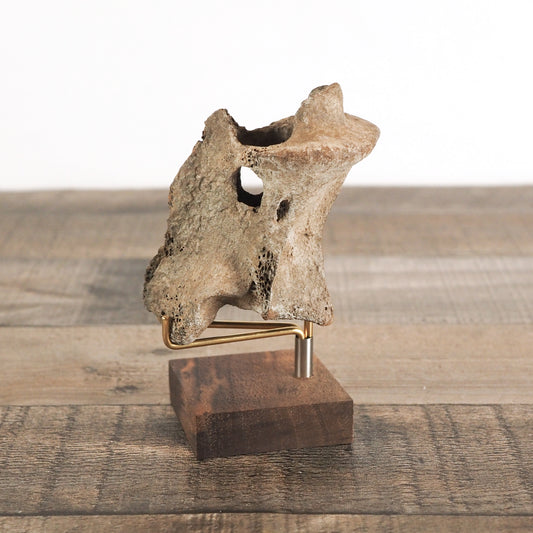 Pleistocene (Ice Age) Deer Vertebrae Fossil