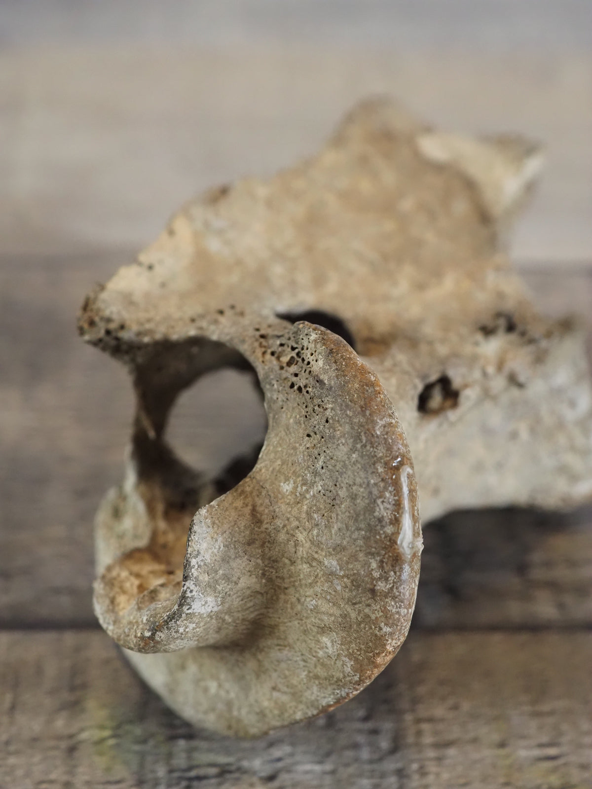 Pleistocene (Ice Age) Deer Vertebrae Fossil