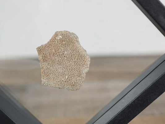 Saltasaurus Dinosaur Egg Shell Fossil in Floating Frames