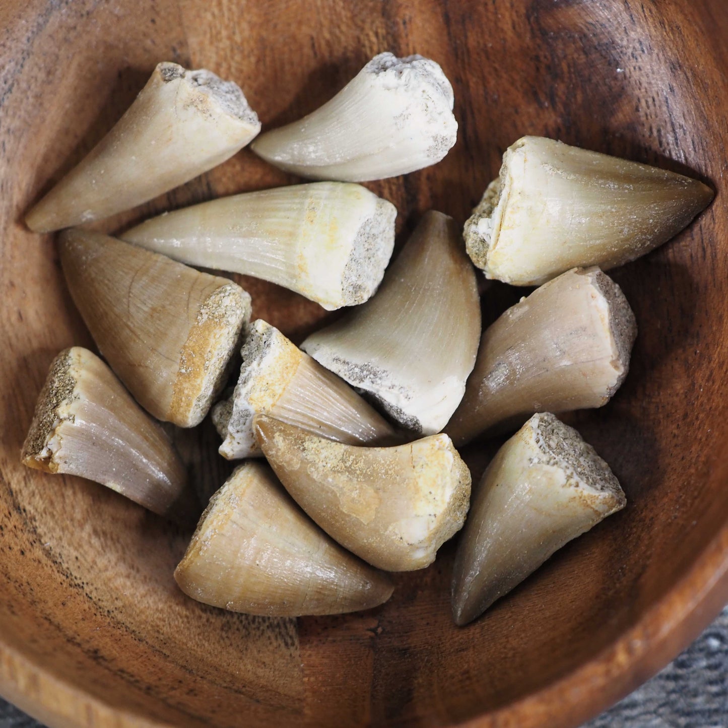 Small Mosasaur Teeth