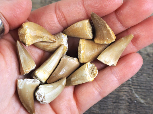 Small Mosasaur Teeth