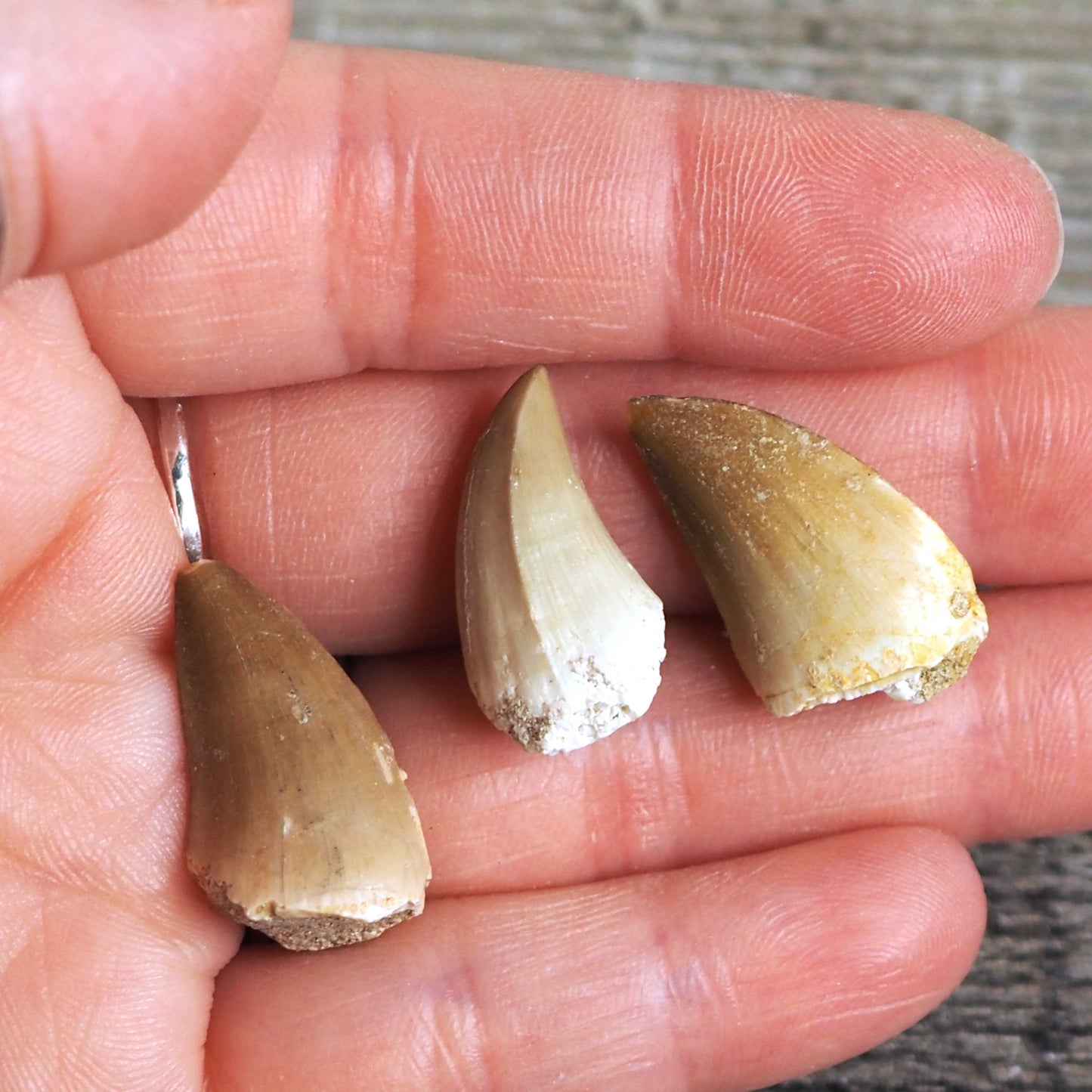 Small Mosasaur Teeth