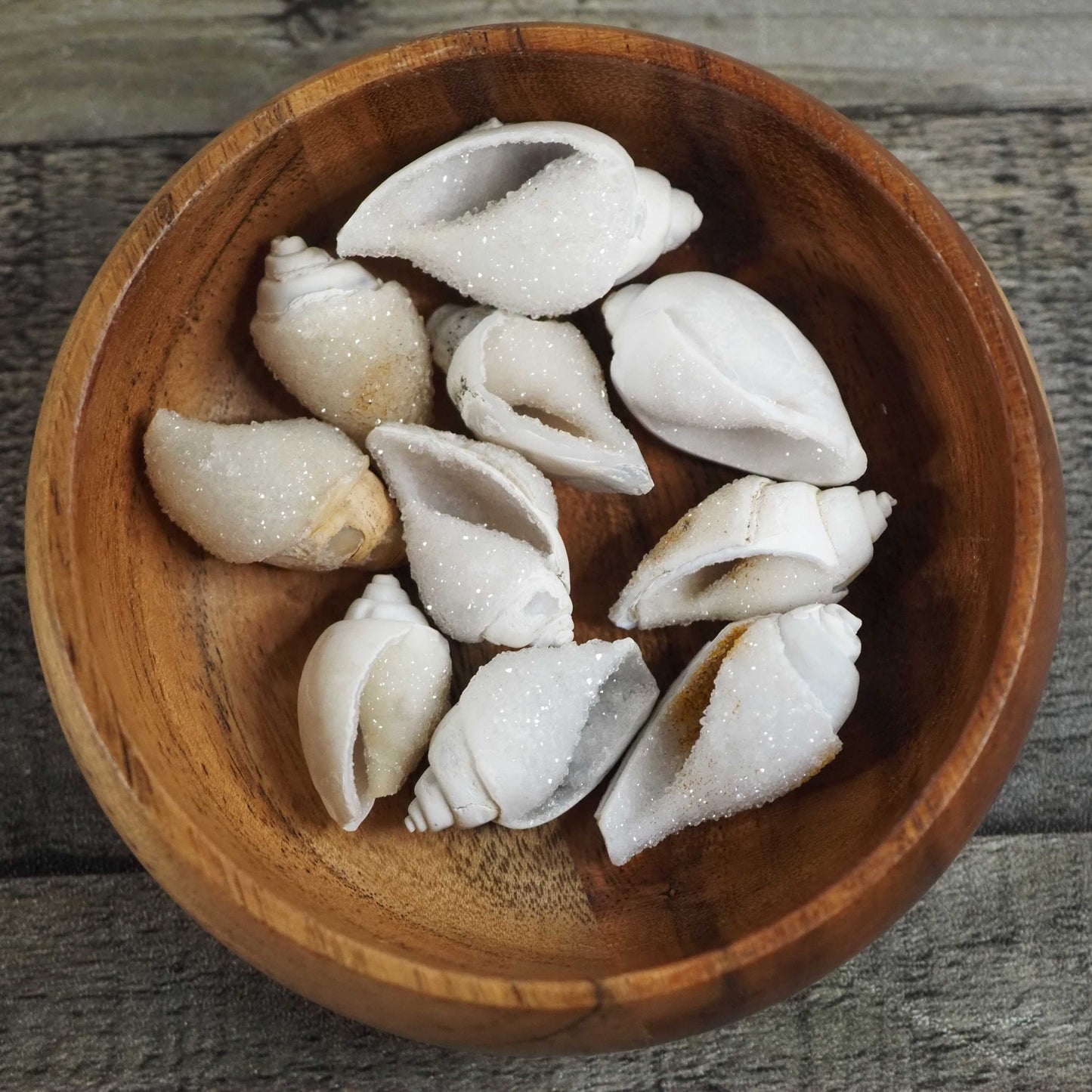 Fossilized Spiralite Gastropod Druzy Shells
