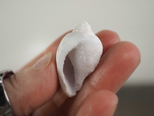 Fossilized Spiralite Gastropod Druzy Shells