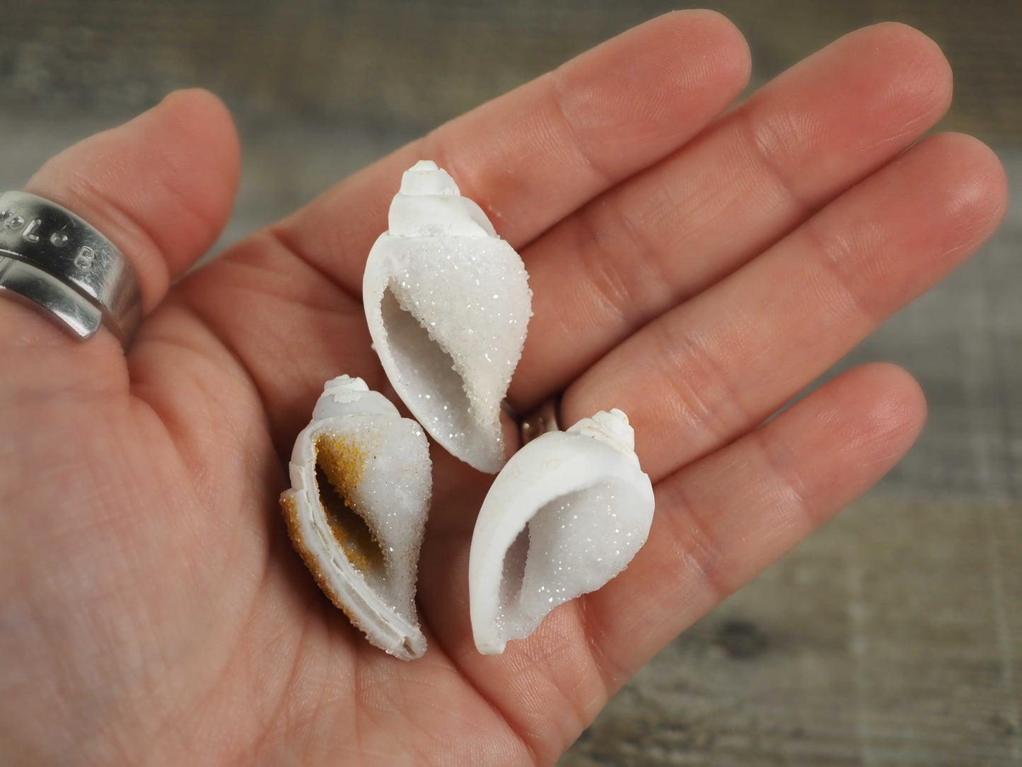 Fossilized Spiralite Gastropod Druzy Shells