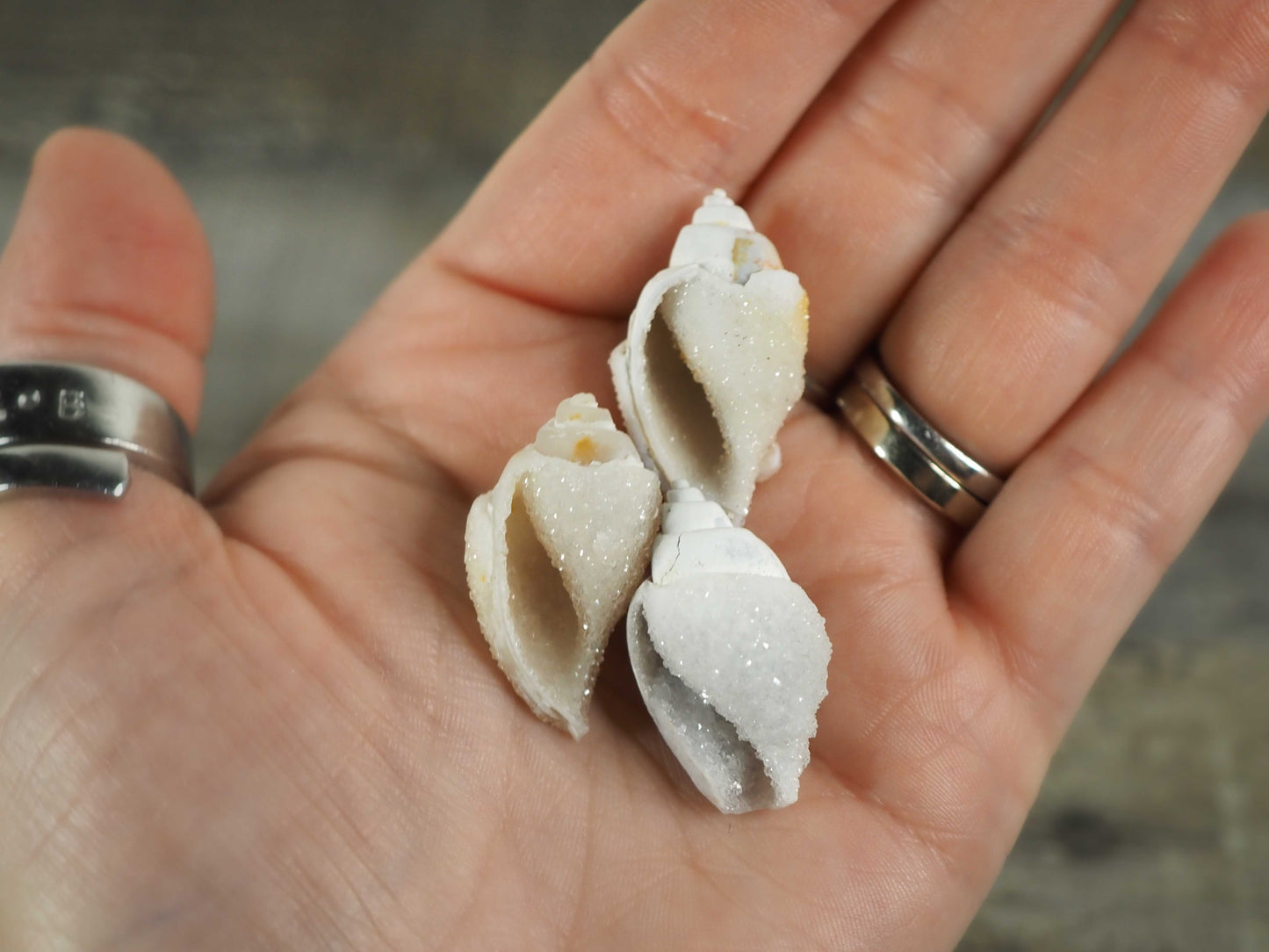 Fossilized Spiralite Gastropod Druzy Shells