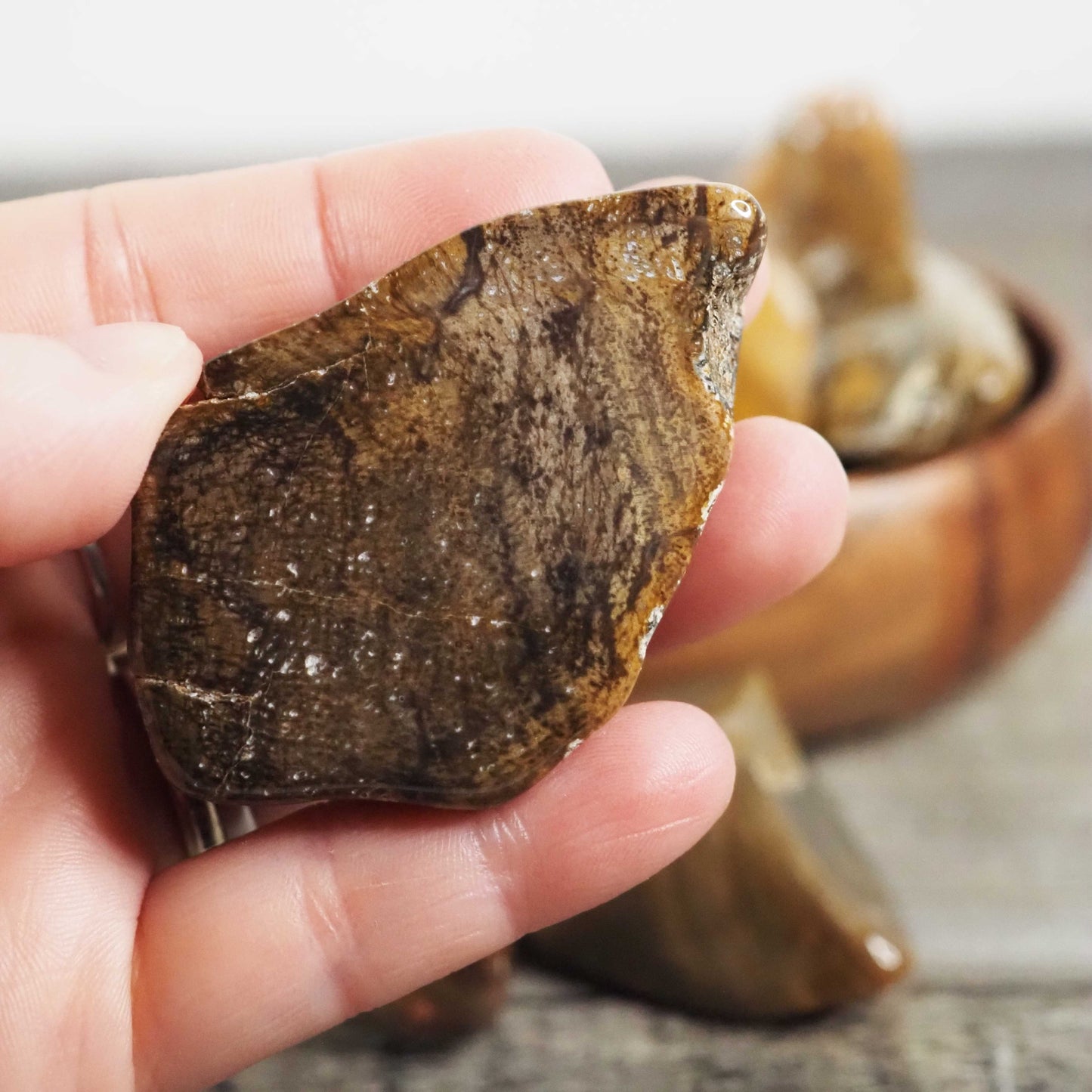 Texas Petrified Wood - Large Tumbled Pieces
