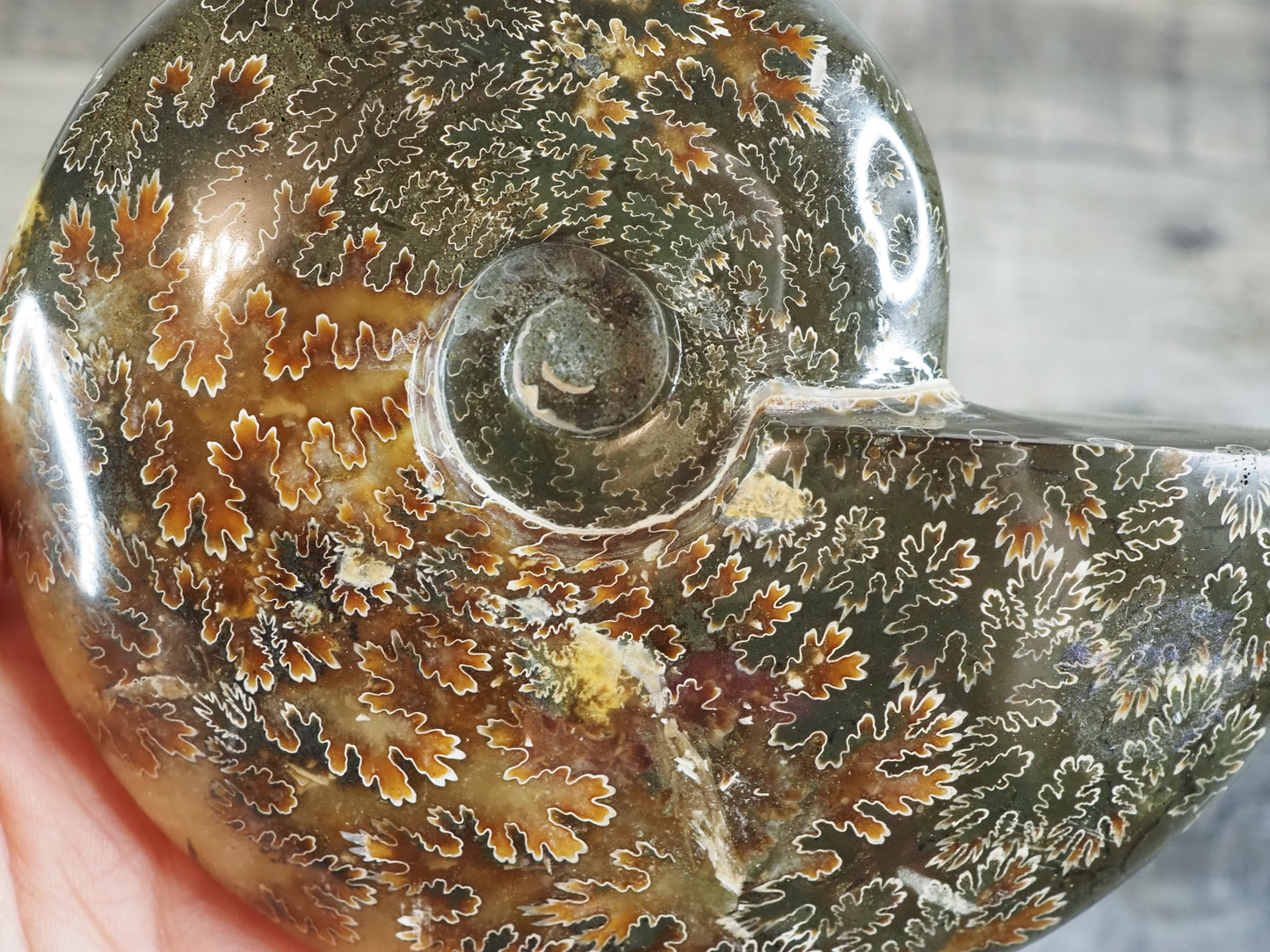 Whole Agatized Ammonite Fossil AA01