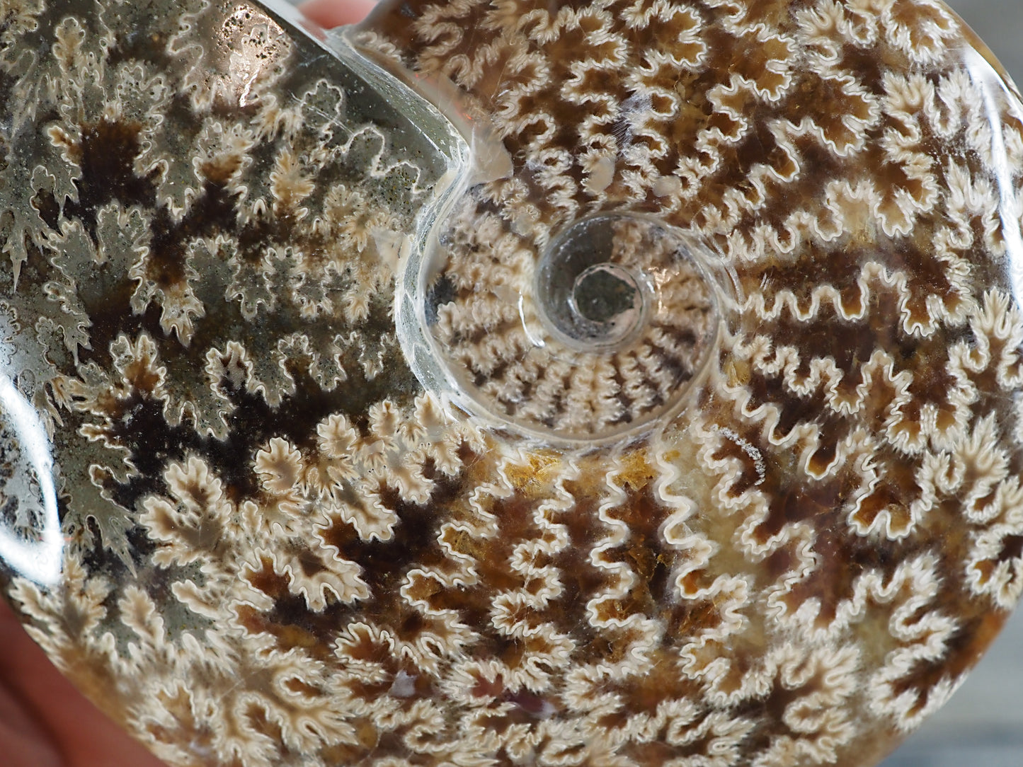 Whole Agatized Ammonite Fossil AA02