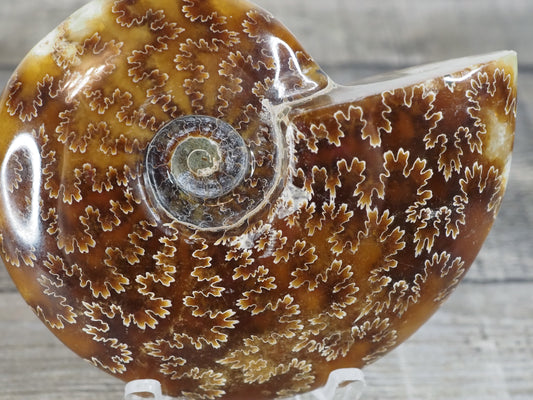 Whole Agatized Ammonite Fossil AA03