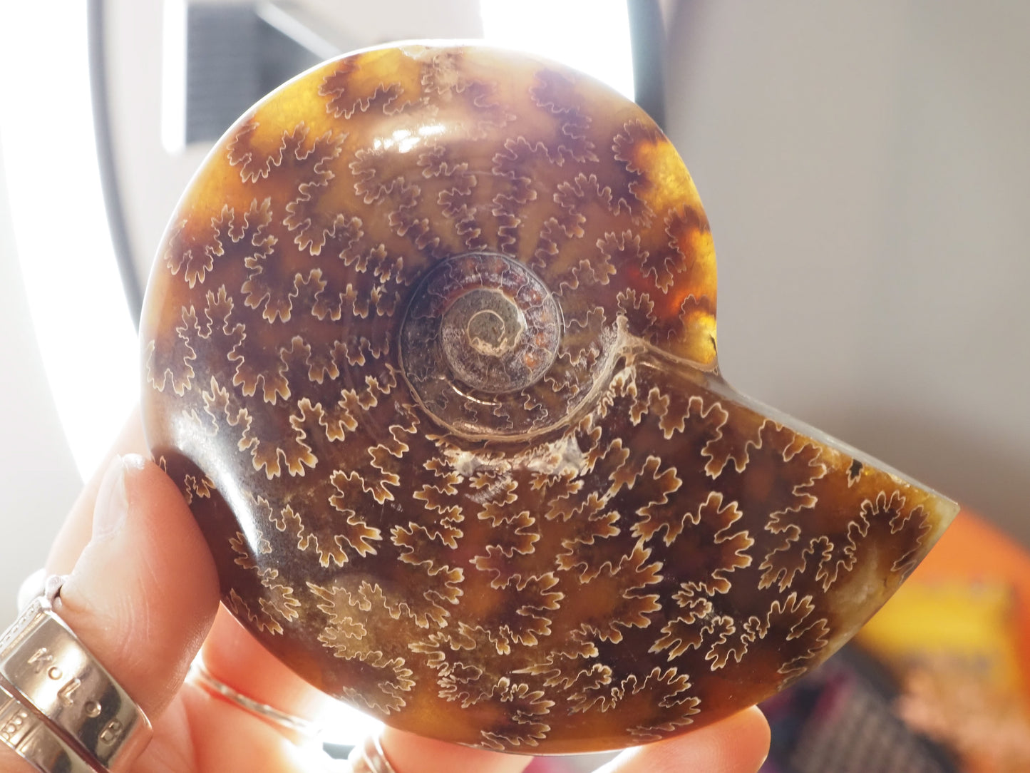 Whole Agatized Ammonite Fossil AA03