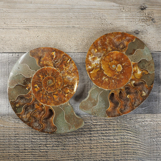 5.25" Orange Agatized Ammonite Fossil Pair