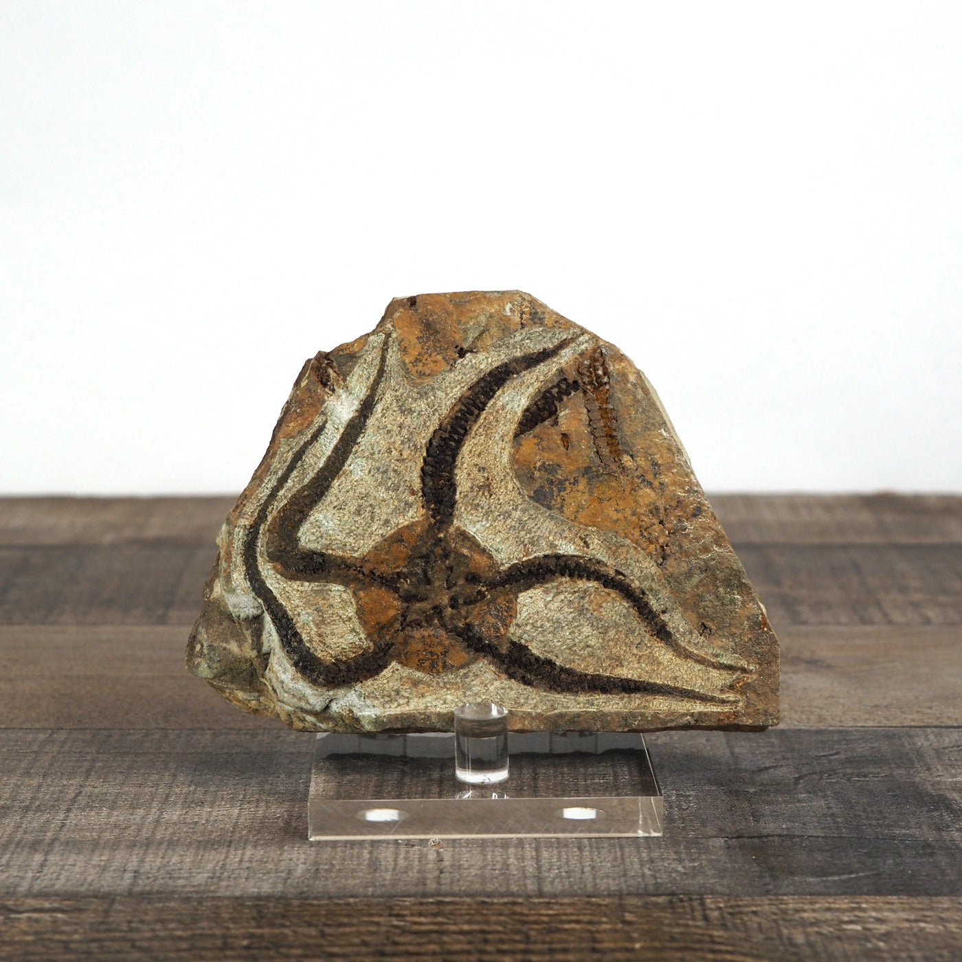 Detailed Brittle Star fossil plaque, about 4.5