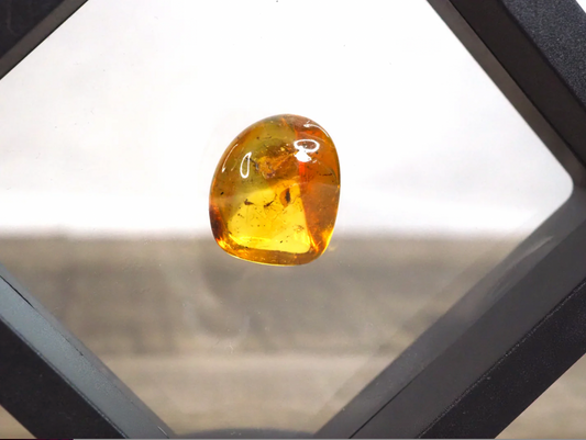 Baltic Amber with Included Bug