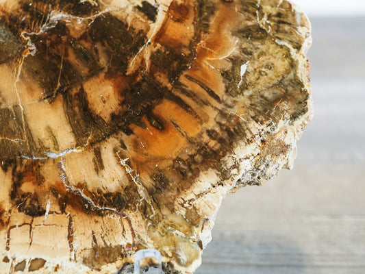 A Bit About Petrified Wood