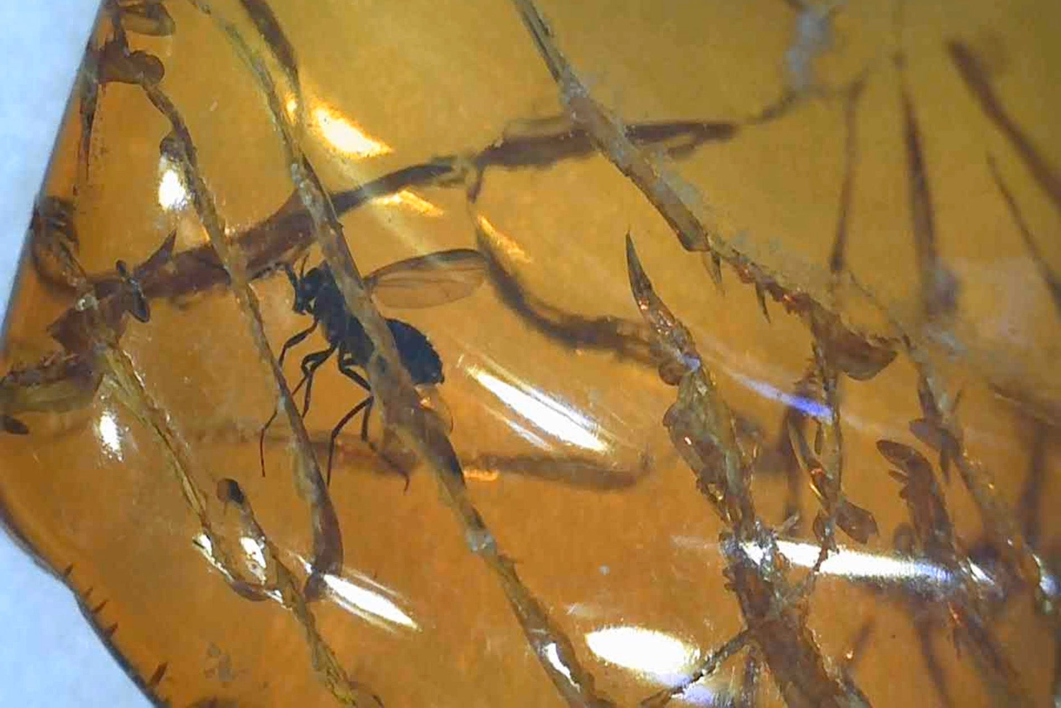 Amber