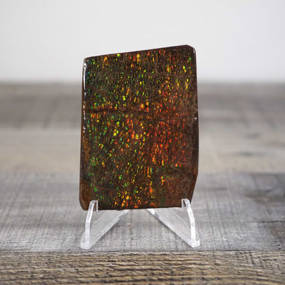 Ammolite from Alberta, Canada A