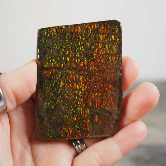 Ammolite from Alberta, Canada A
