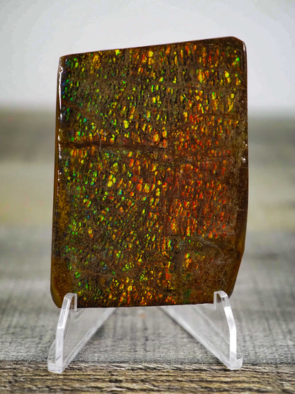 Ammolite from Alberta, Canada A