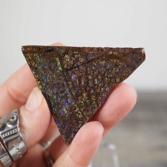 Ammolite from Alberta, Canada B