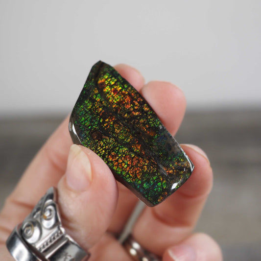 Ammolite from Alberta, Canada C