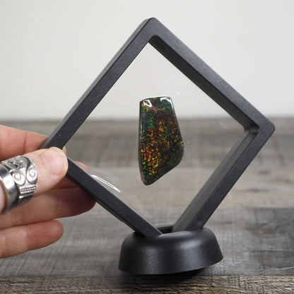 Ammolite from Alberta, Canada C