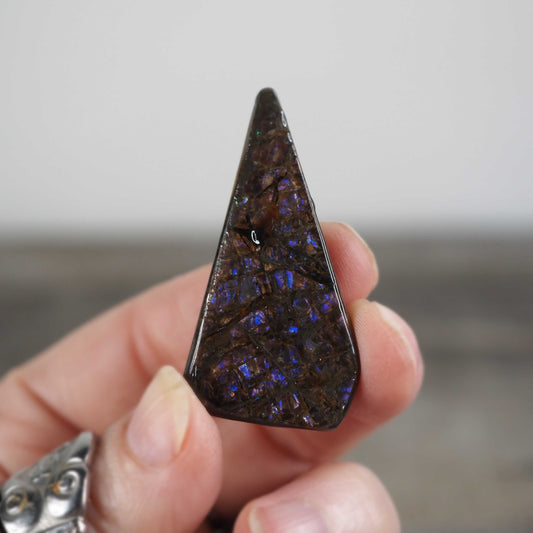 Ammolite from Alberta, Canada D