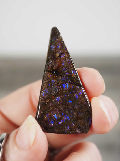 Ammolite from Alberta, Canada D